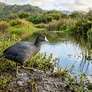 As raízes densas do mangue vermelho bloqueiam canais fluviais e destroem habitats essenciais para a fauna aquática nativa. Foto: Imagem gerada por IA / Catraca Livre