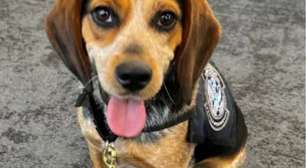 Turista é preso em aeroporto após chutar cão farejador da alfândega