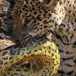Sucuri cai de árvore e é atacada por onça-pintada no Pantanal; assista ao vídeo