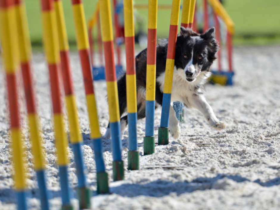 Agility: Miados e Latidos deste final de semana mostrará esporte canino com  circuitos de obstáculos - Revista São Roque