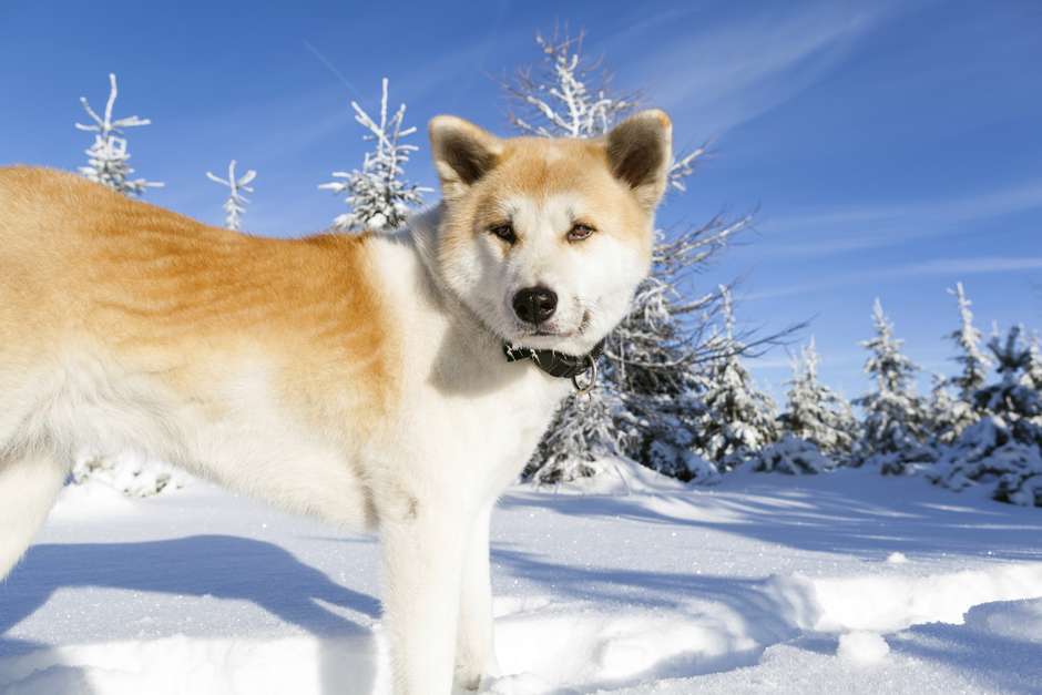 Que Frio Conheca Caes Que Vivem Muito Bem Na Neve