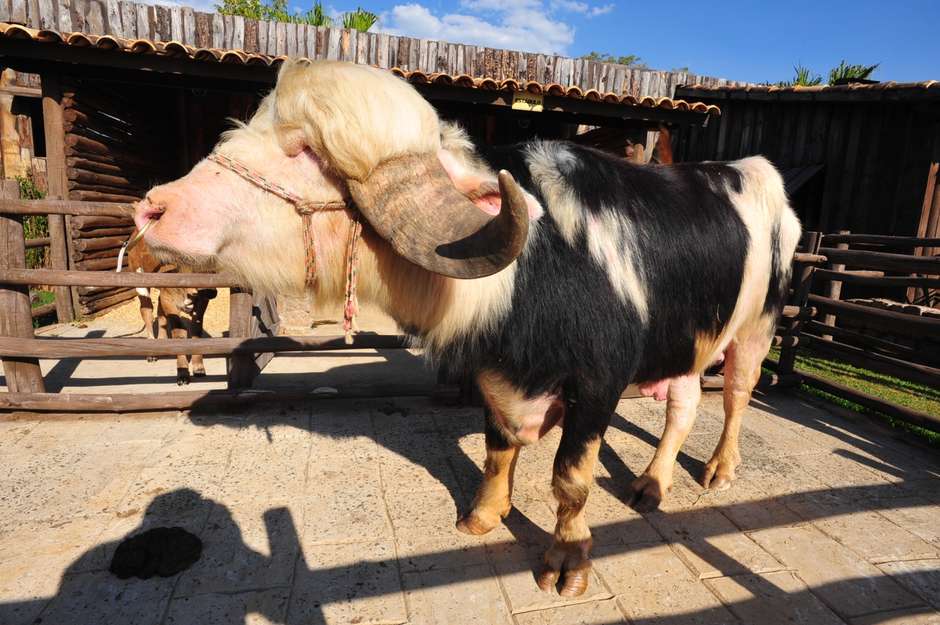 Peões fazem tour pela fazenda e ficam encantados com o búfalo - A