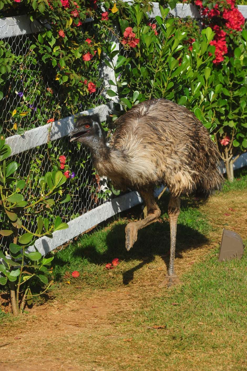 Peões fazem tour pela fazenda e ficam encantados com o búfalo - A