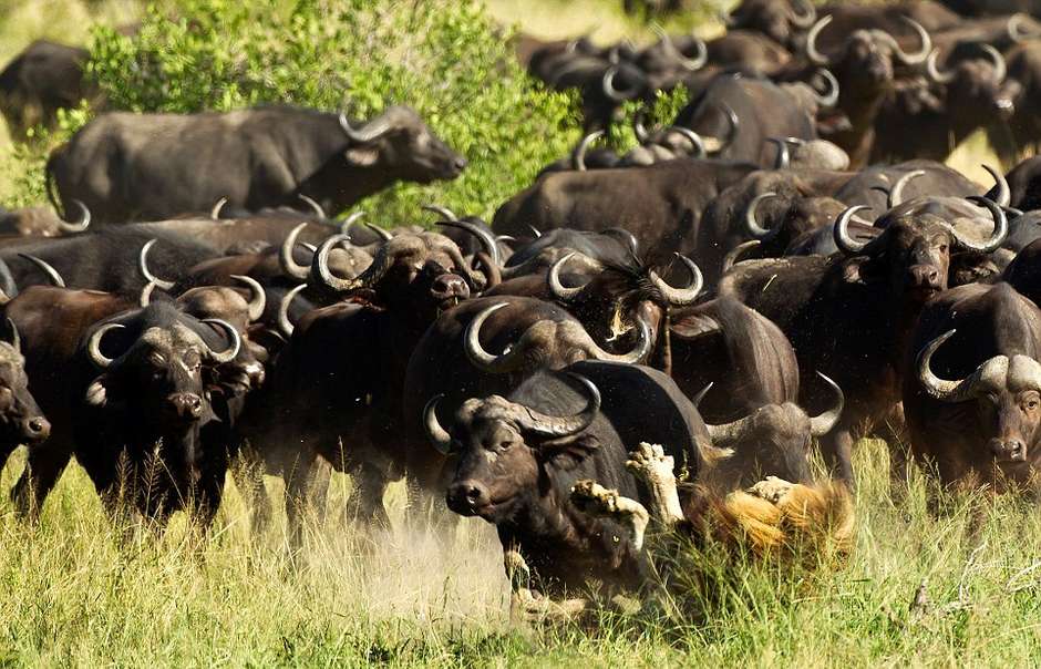 Fotógrafo registra morte de leão atacado por búfalos