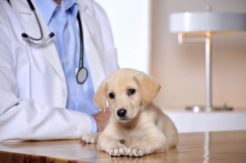 Qual valor para vermifugar cachorro clearance