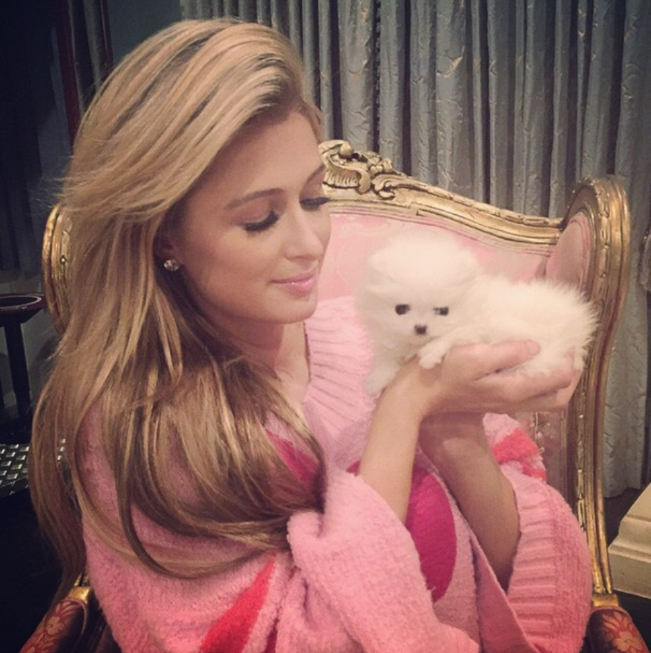 Paris Hilton gasta R$ 67 mil em dois cachorros minúsculos