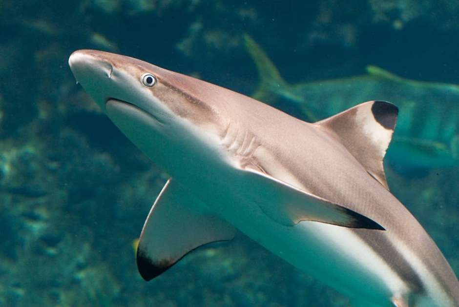 Tubarão ataca criança de 11 anos em praia da Austrália