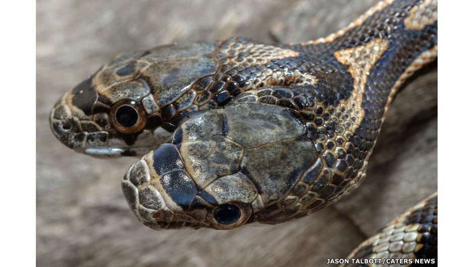 O homem que recebeu picadas de 200 cobras em nome da ciência - BBC News  Brasil