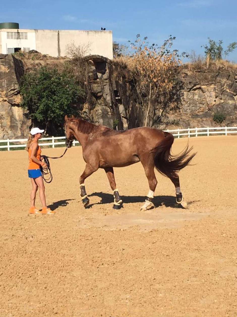 Cavalo sofre lesão durante prova dos Jogos Olímpicos e é