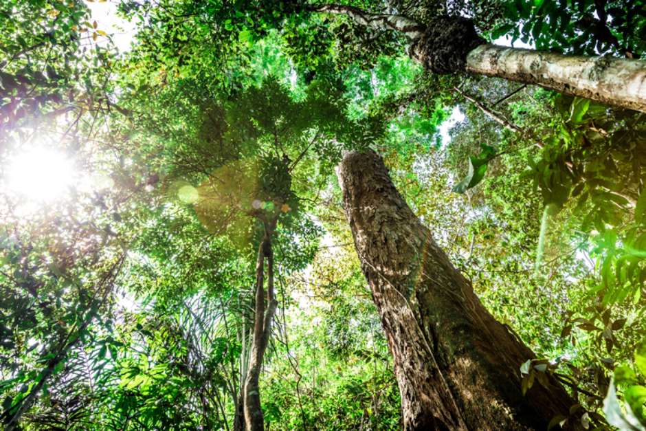 Resultado de imagem para floresta amazonica