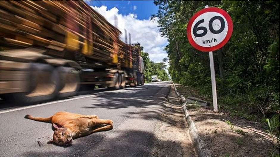 Como onças-pardas 'perderam o medo' de vizinhos humanos no Rio - e