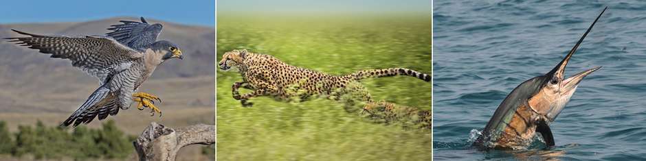 Top 10: Os animais mais velozes do mundo