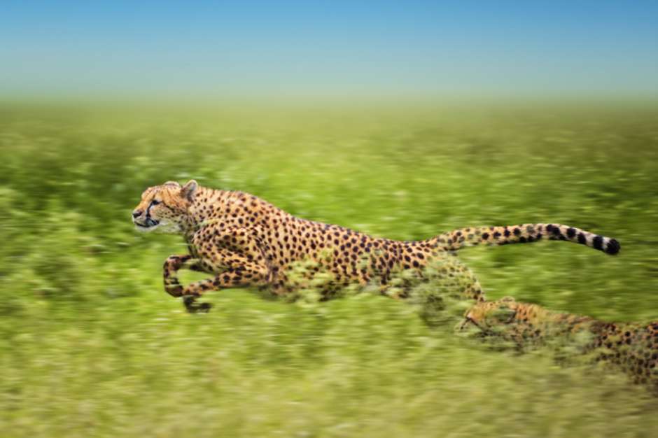 o puma é um animal que alcança velocidade