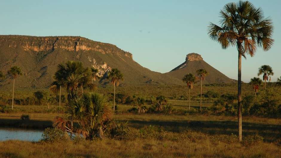 Cobras exóticas como naja e víbora ameaçam espécies nativas do cerrado