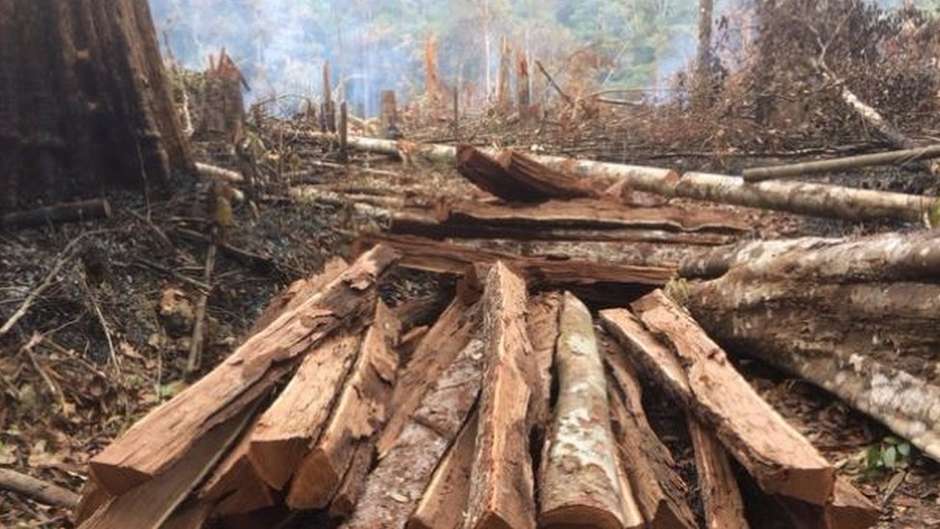 Resultado de imagem para INVASÃO AMEAÇA 39 MIL HECTARES DE RESERVA FLORESTAL CRIADA POR IRMÃ DOROTHY STANG NA AMAZÔNIA