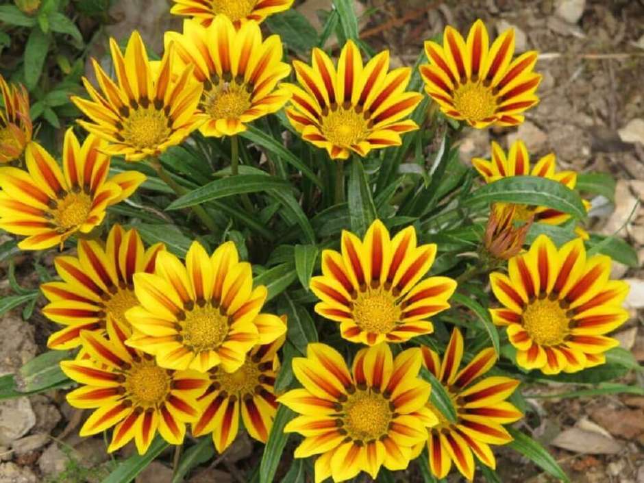 tipos-de-flores-para-jardim-o-ano-todo.j