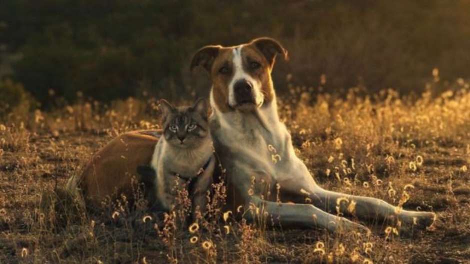 Gatos E Personagens De Cães Melhores Amigos Felizes. Juntos