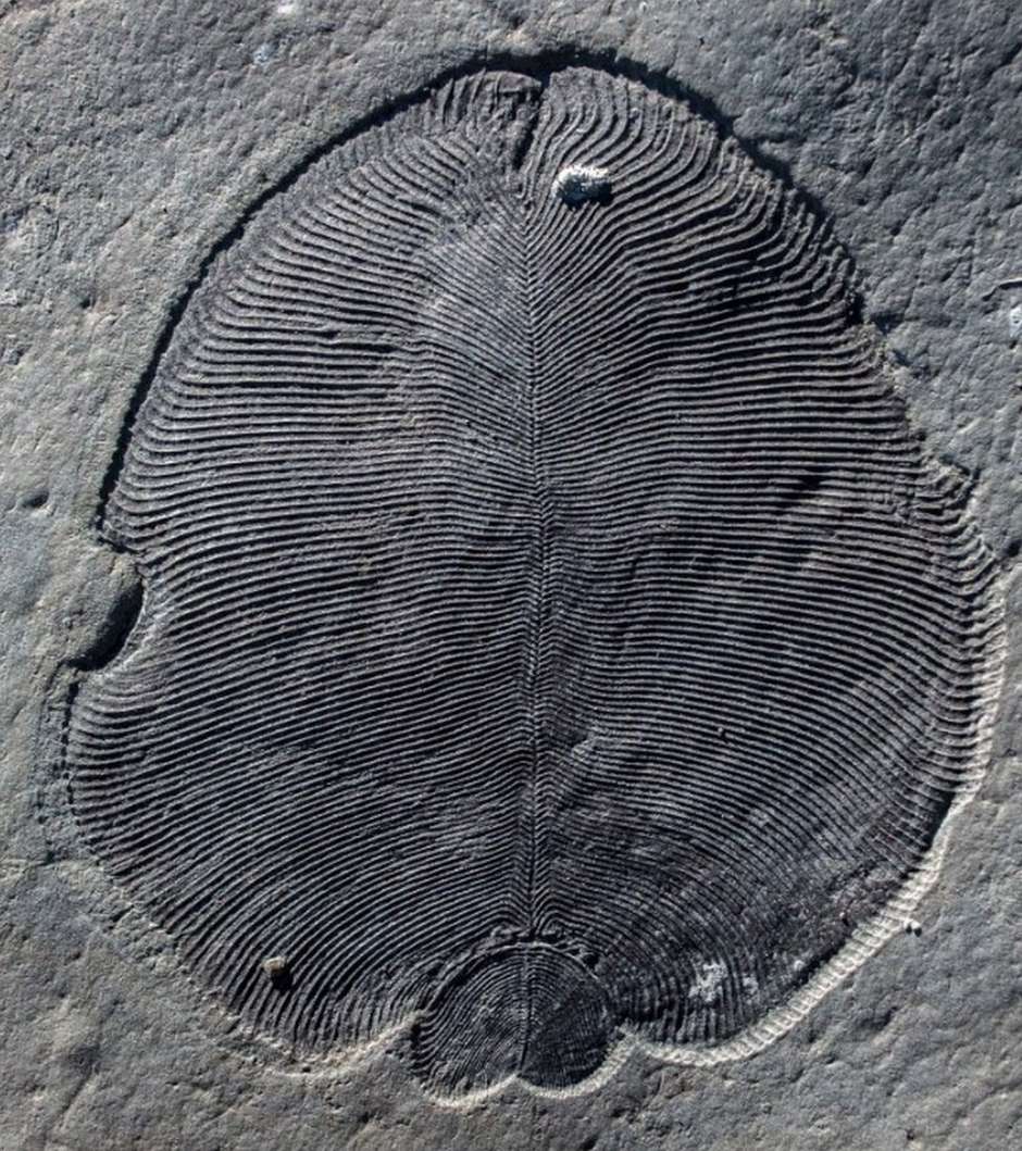 Fóssil mais antigo de pterodáctilo é encontrado na Alemanha - Planeta