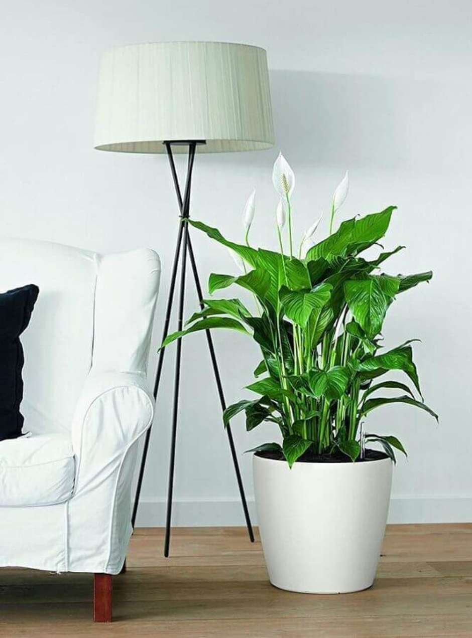 Planta para banheiro