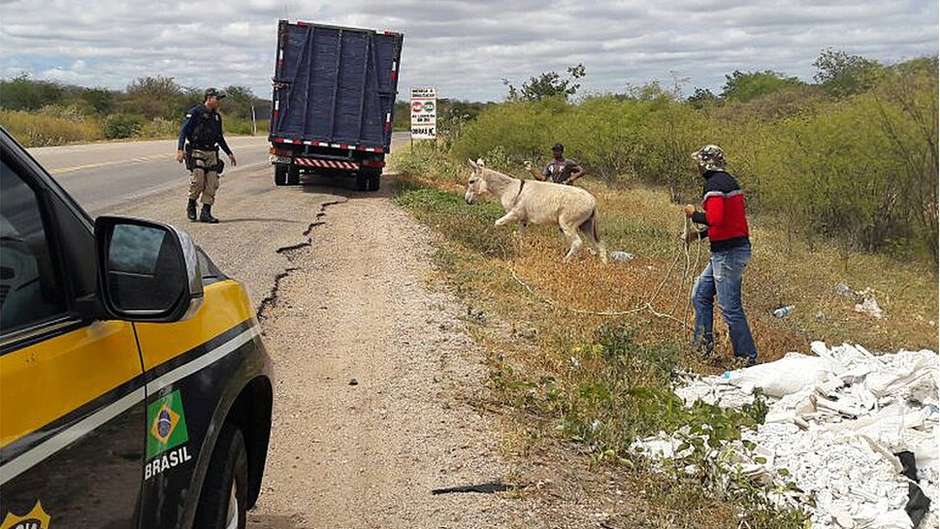 Abates e exportação de jumentos para China continuam na Bahia