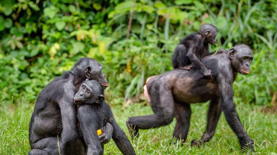 Macaco Chimpanzé Macho