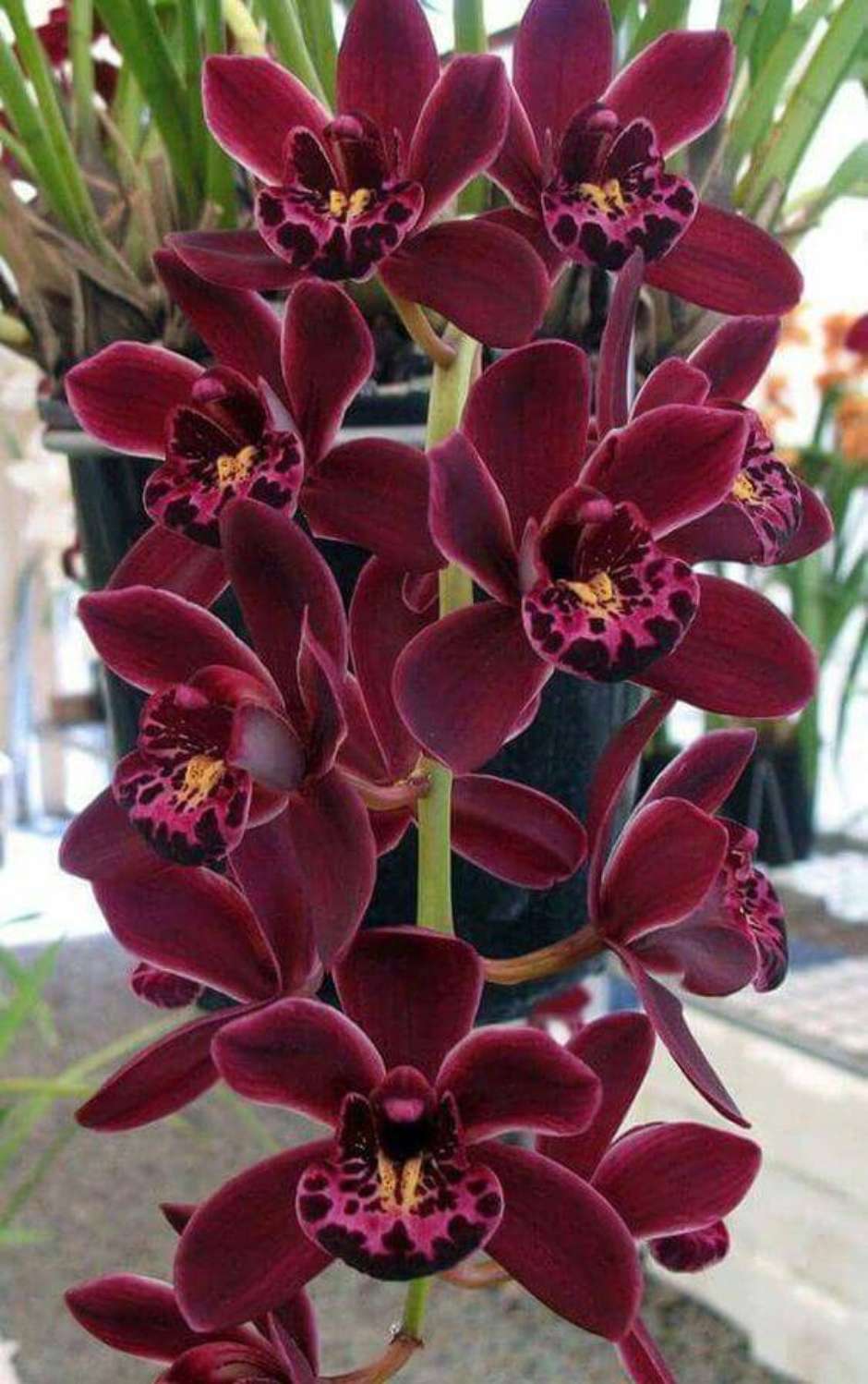 Cymbidium: +40 Ideias Para Cultivar Essa Linda Orquídea