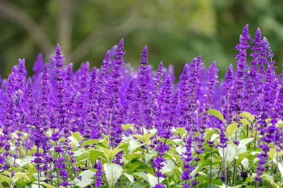 Flor Roxa: Tipos de Flores, Significado e +45 Ideias de Arranjos Lindos