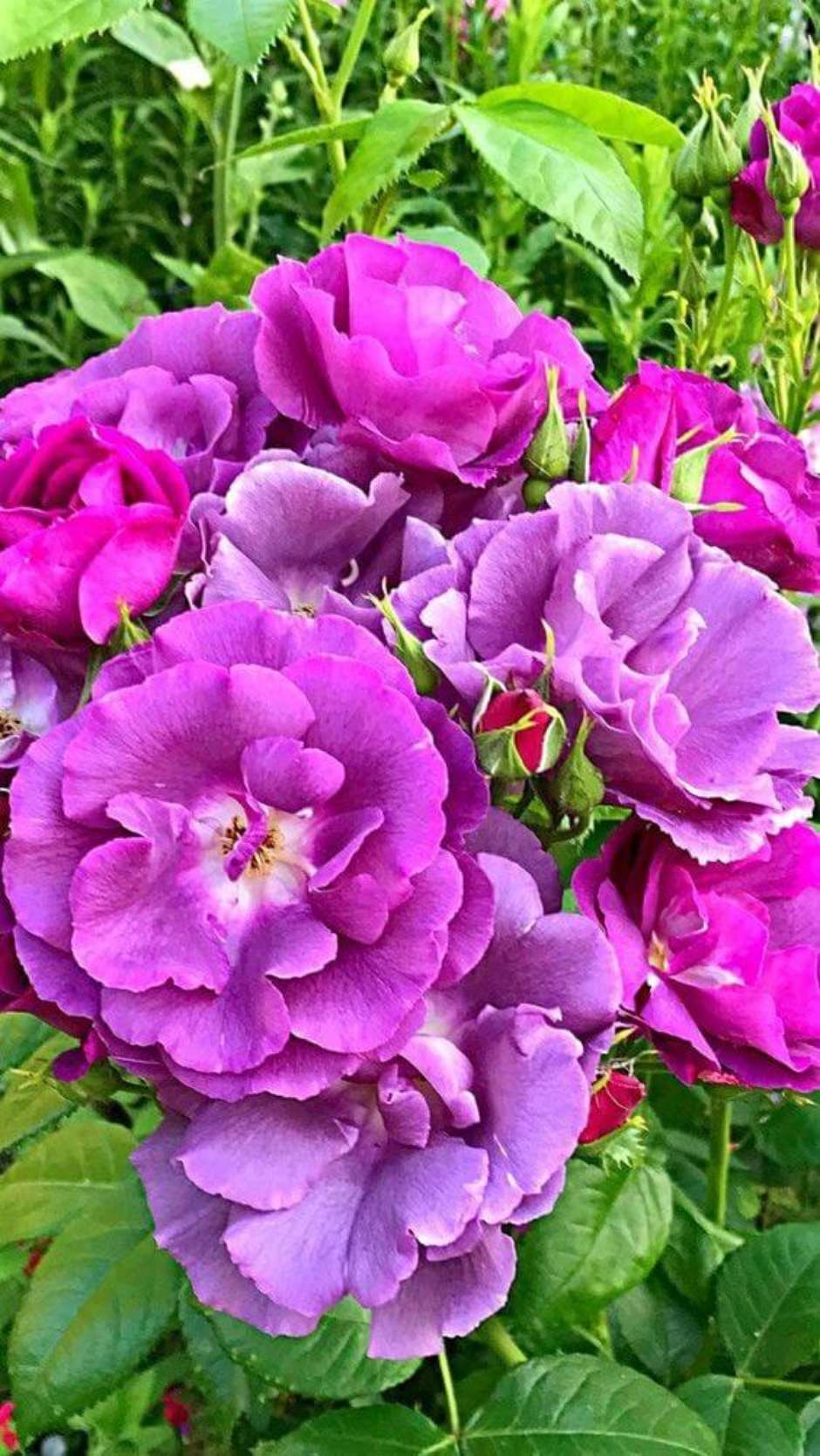 Flor Roxa: Tipos de Flores, Significado e +45 Ideias de Arranjos Lindos