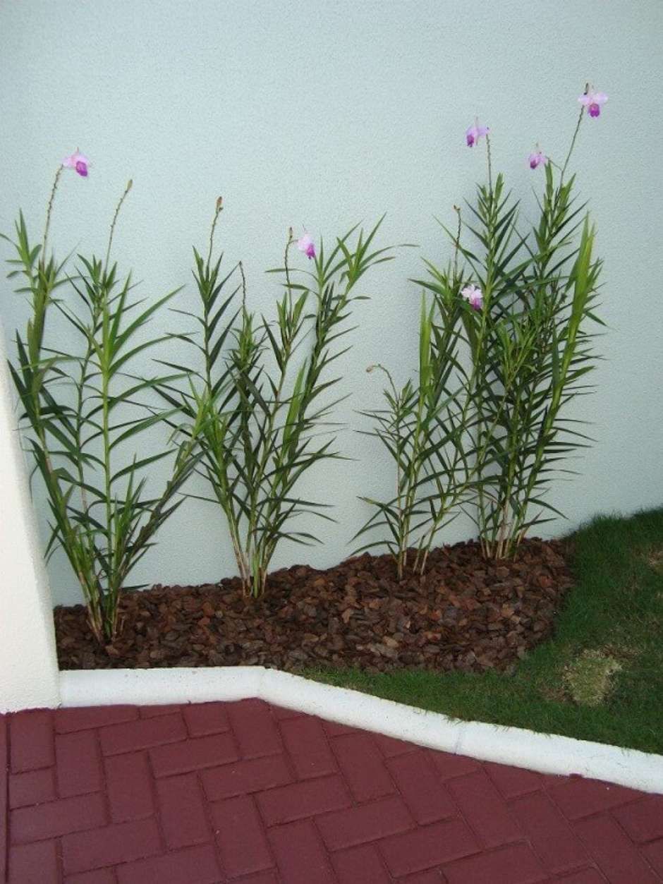 Orquídea Bambu: Aprenda Como Plantar e Cuidar em 6 Passos