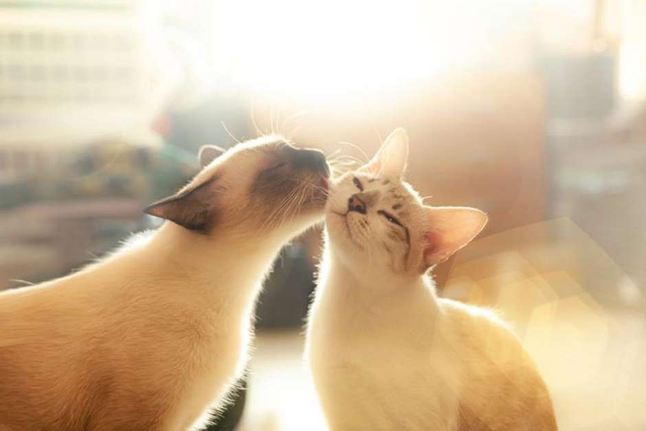 Espiritualidade e gatos Clearance