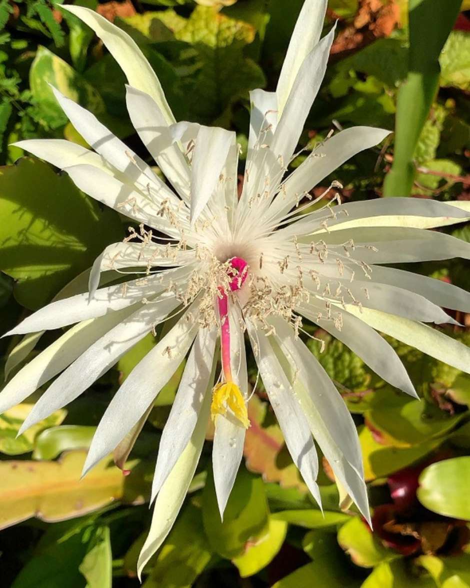 Dama da Noite: Significado, Como Cuidar e Plantar Essa Flor