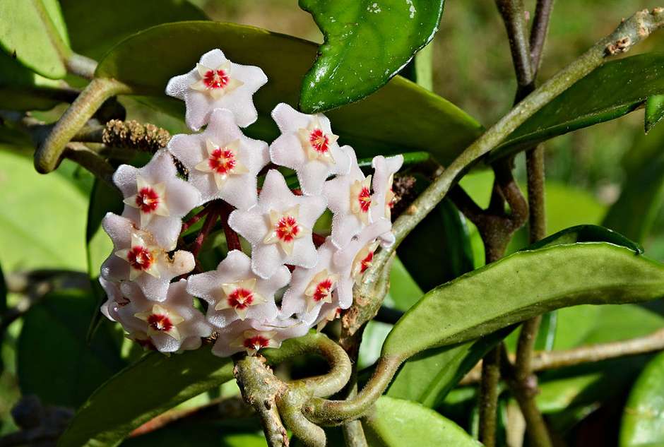 Como plantar e cuidar de flor de cera