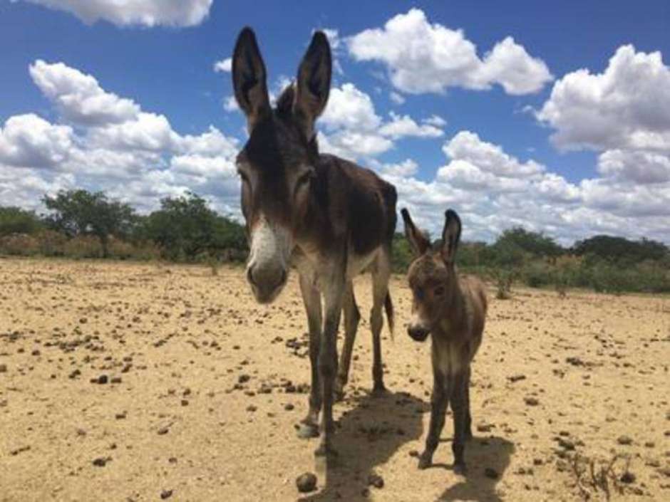 Burros que seriam abatidos em frigorífico de MG morrem após