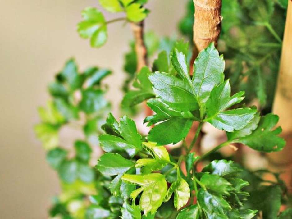 Plantas para ter em casa: bambu-da-sorte, start da felicidade