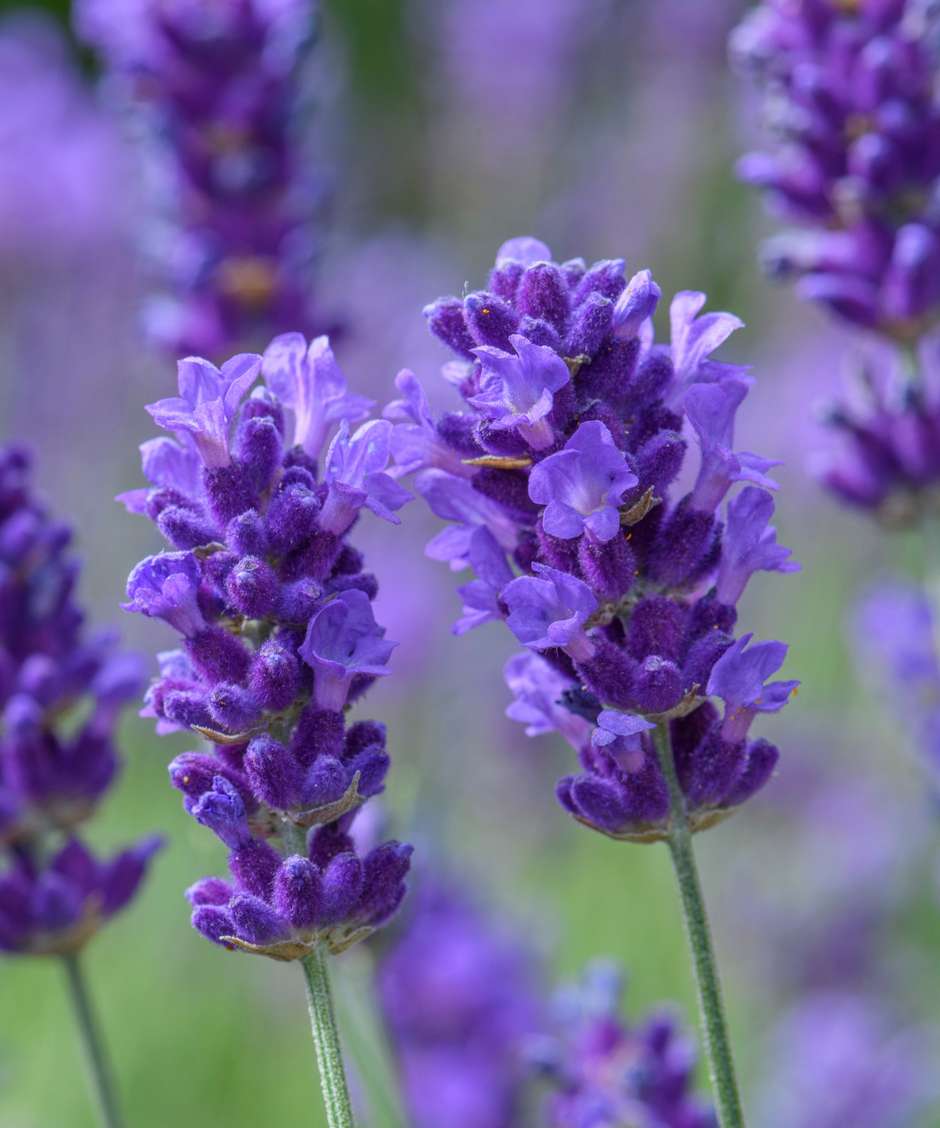 15 tipos de lavanda para perfumar seu jardim