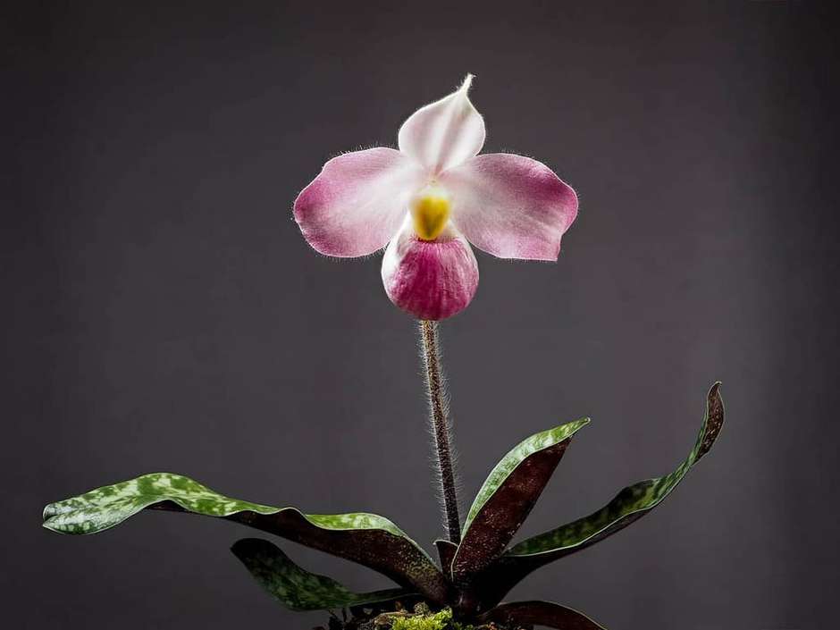 As 10 orquídeas mais raras do mundo