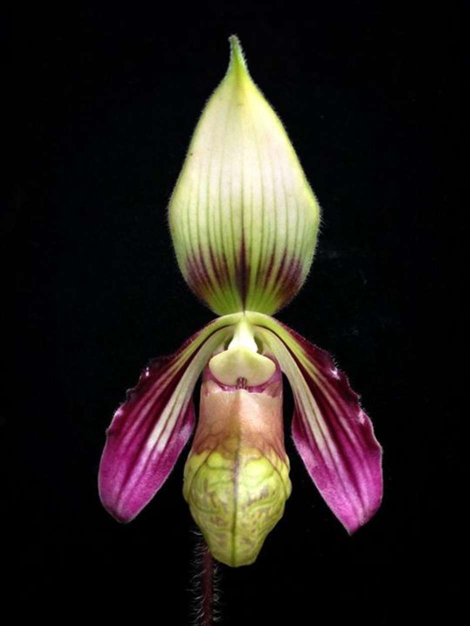 As 10 orquídeas mais raras do mundo