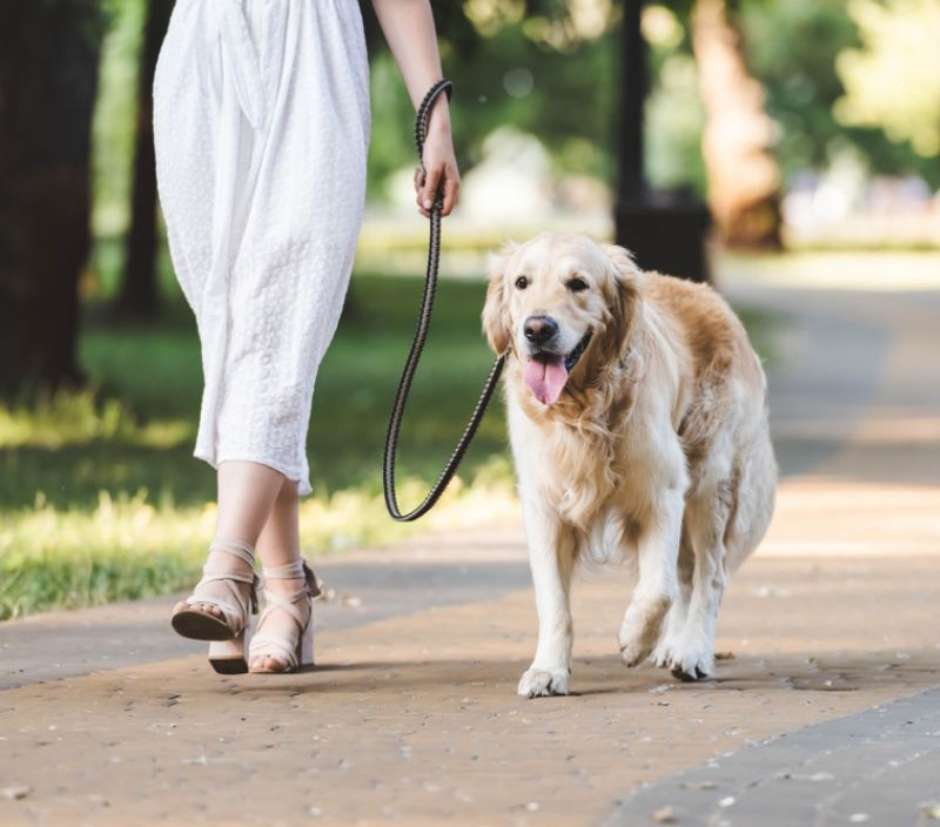 Should I Let My Dog Pee On Walks