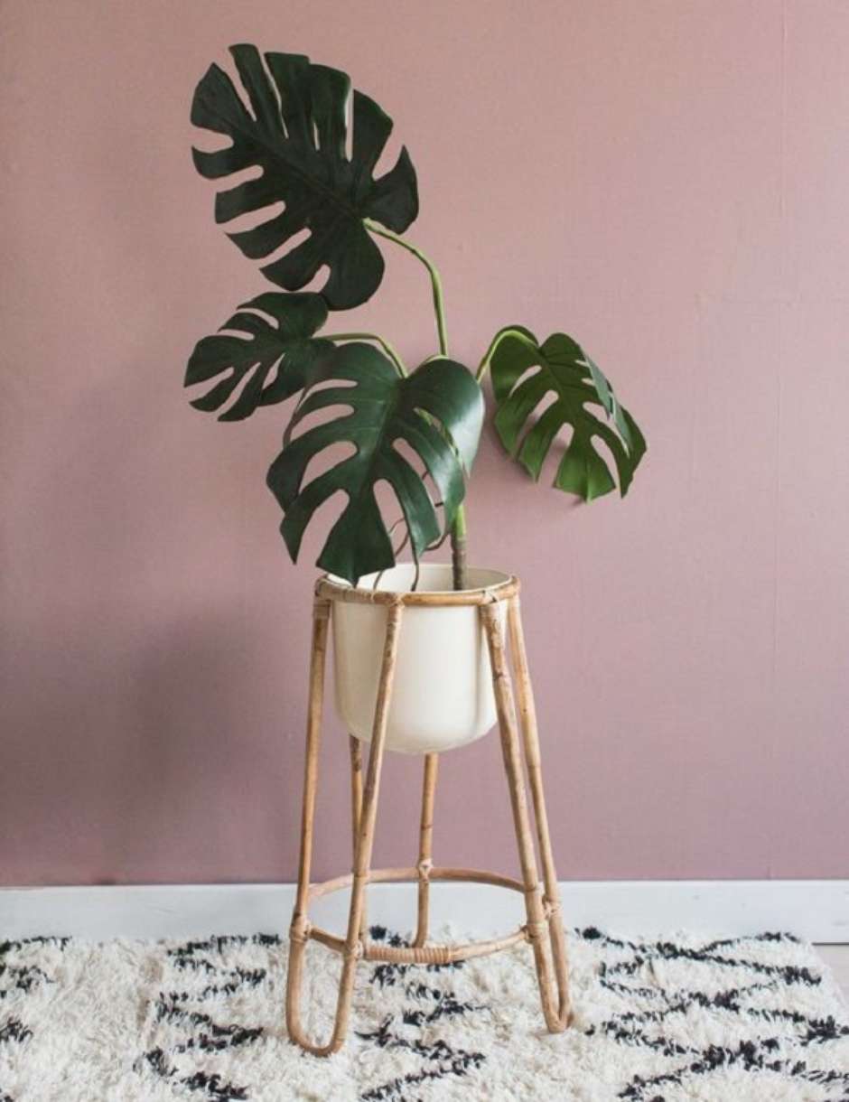 Monstera: Como Cuidar, Tipos e Dicas para Fazer sua Plantar Crescer