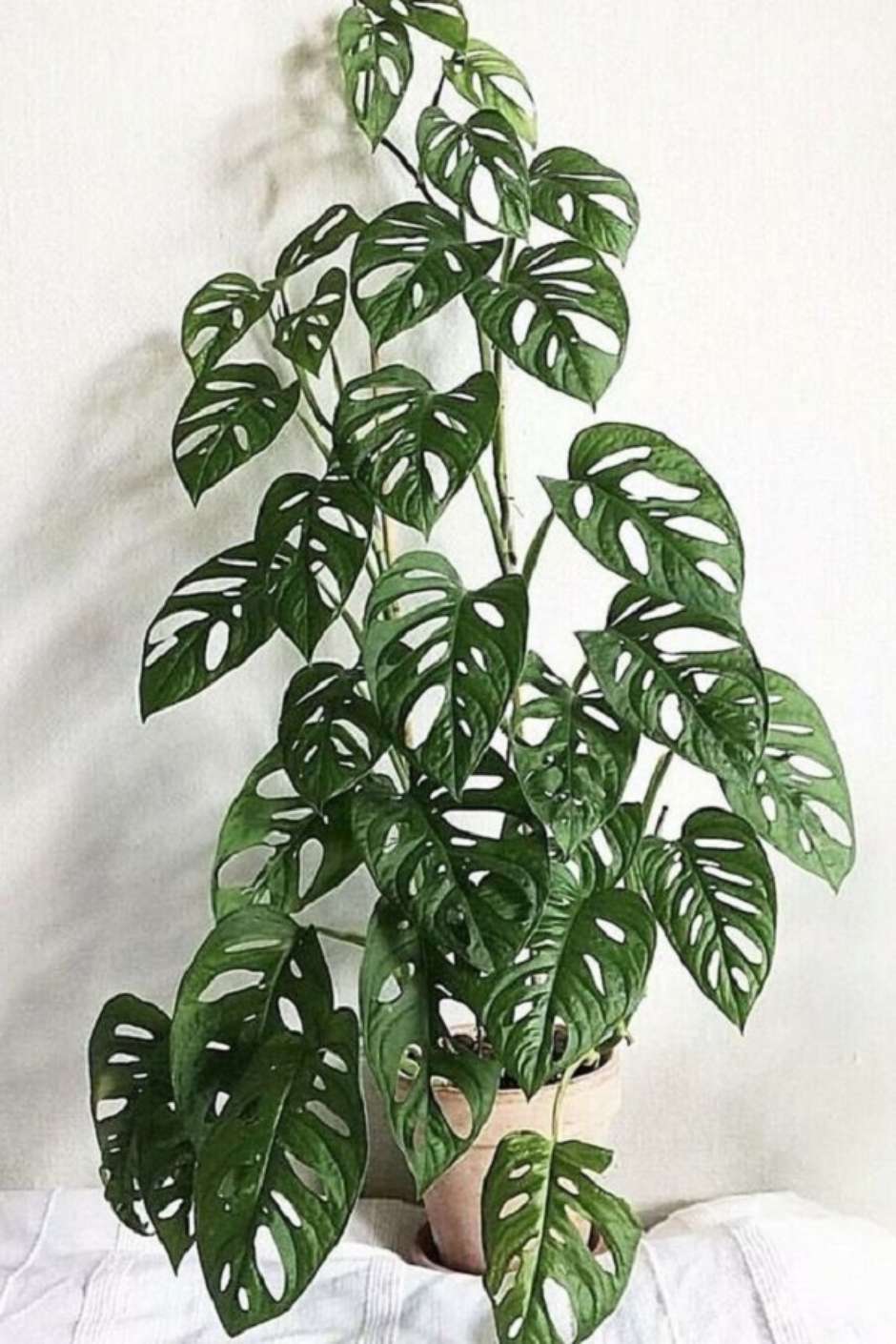 Monstera: Como Cuidar, Tipos e Dicas para Fazer sua Plantar Crescer