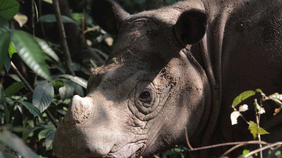 Peixe 'extinto' no México é reintroduzido na natureza graças a zoo