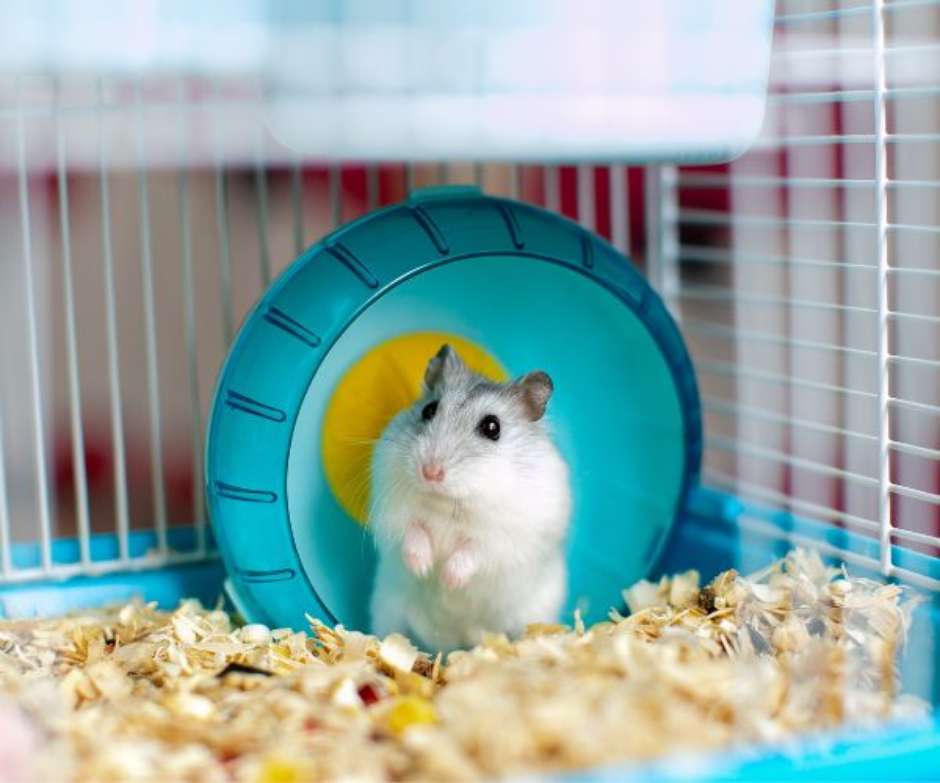 hamster-cages-the-best-habitats-for-your-hamster-dodowell-44-off