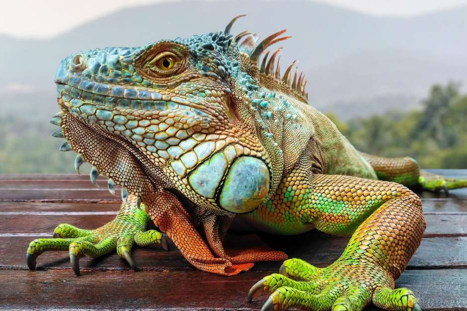 Veja como criar uma iguana em ambiente doméstico