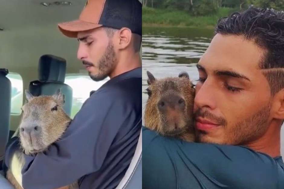 DEVOLUÇÃO DE CAPIVARA A INFLUENCER BUSCA BEM-ESTAR DE FILÓ, E NÃO