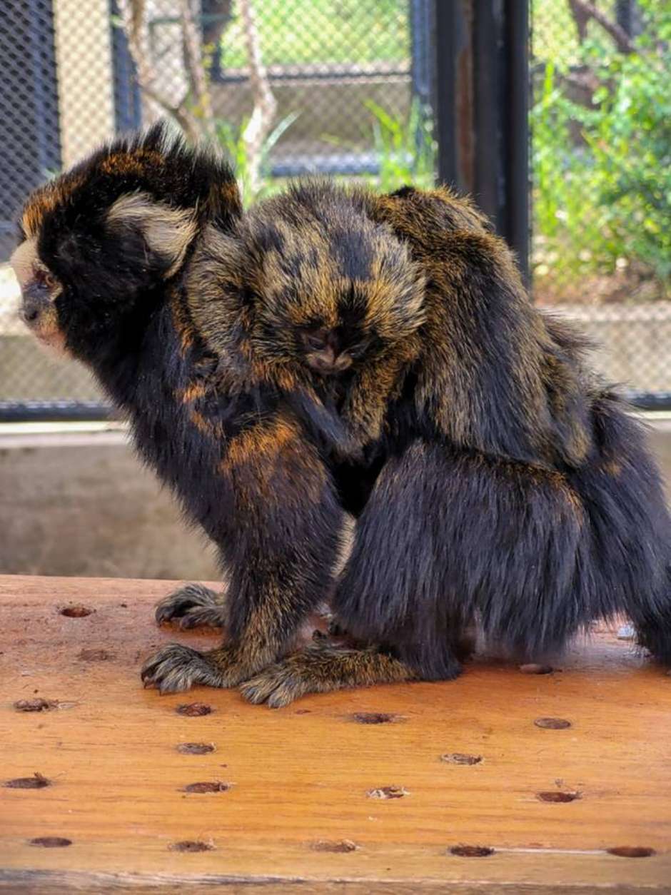 Foto de Saguis Silvery Macaco Branco Callithrix Argentata Sentado No Galho  Da Árvore No Habitat Macaco Raro Do Brasil Natureza Selvagem Floresta  Rochosa Com Animal e mais fotos de stock de Parque