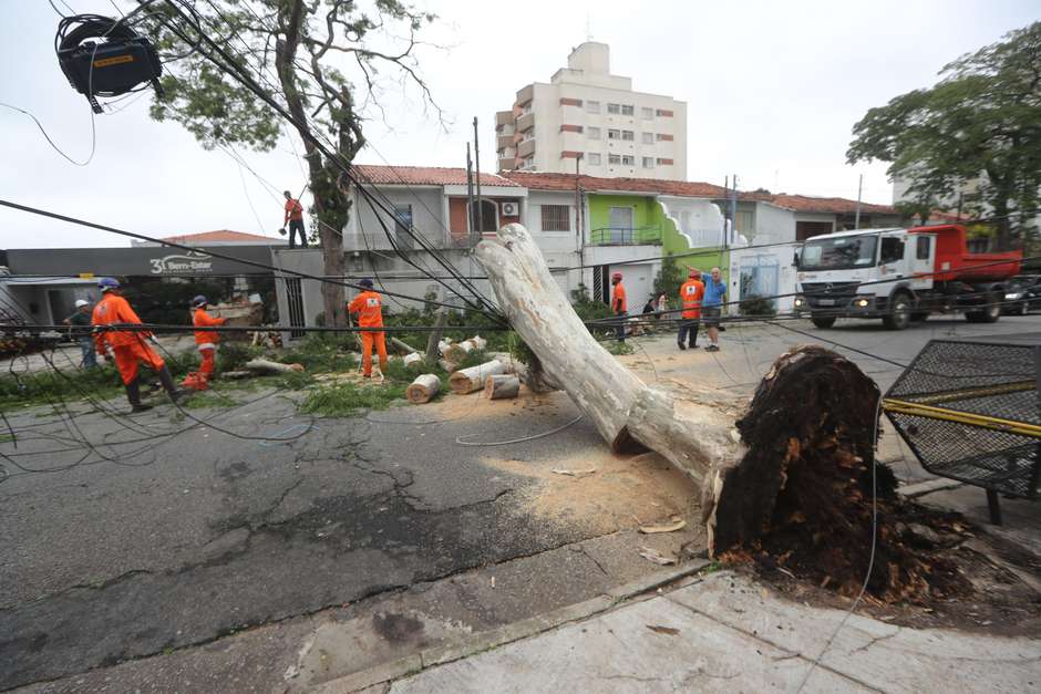 Chuvarada de quinta-feira provoca inúmeras quedas de árvore e deixa bairros  da capital sem energia - REDE JOTA FM