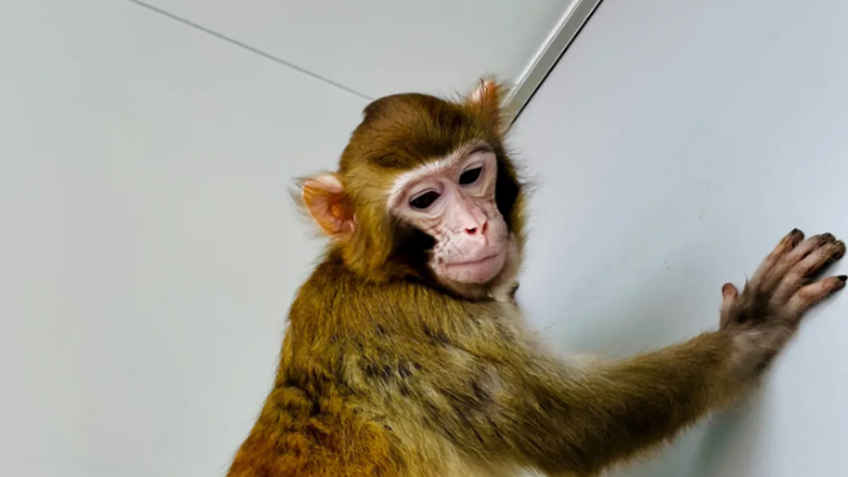 ReTro, o primeiro macaco-rhesus clonado a sobreviver por 2 anos