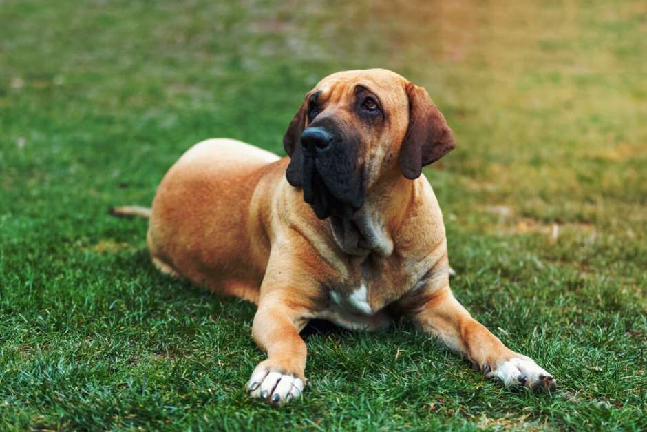 Curiosidades sobre a raça Fila Brasileiro: um cão leal e protetor 