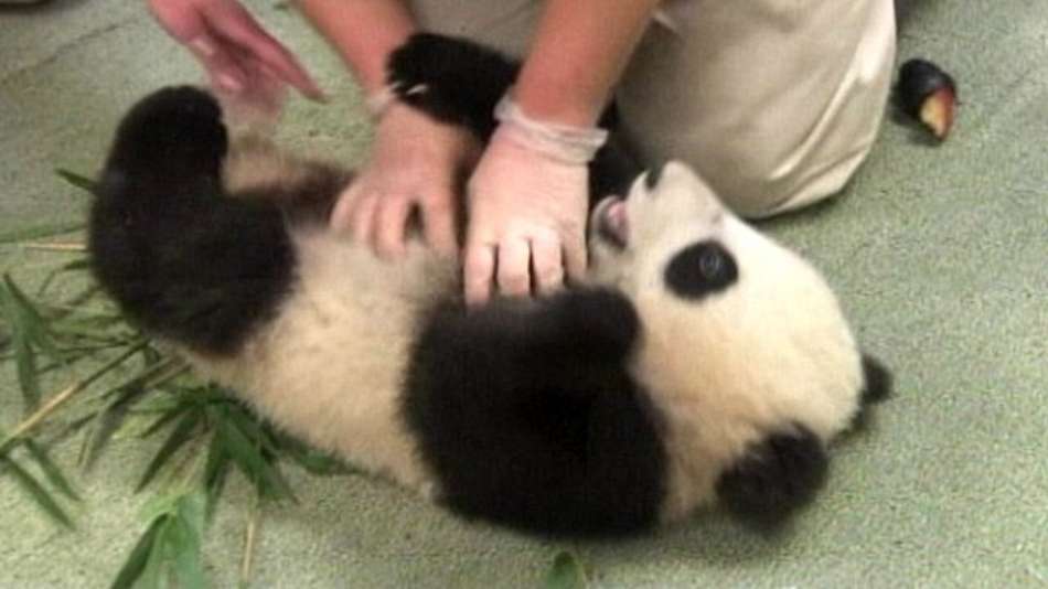 Panda brinca com tratadores durante exame médico; confira