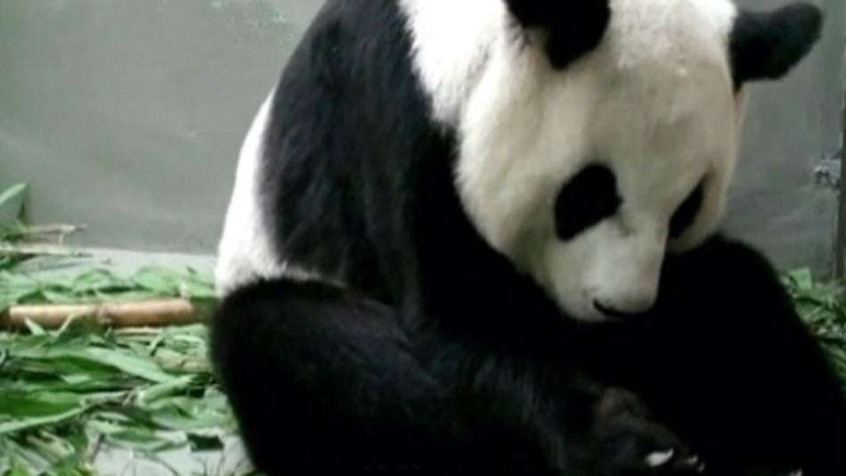 Panda gigante dá à luz após inseminação artificial